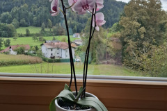 OS-Ada-Hostnik-SL2-Mamina-roza