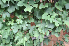 OS-Ada-Hostnik-SL3-Pred-hiso