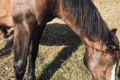 OS-Ana-Grom-SL1-Moj-prijatelj