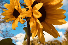 OS-Ana-Grom-SL3-Jesen-pri-nas