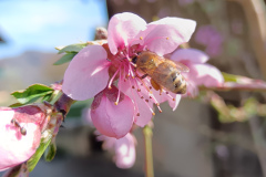 OS-Aneja-Ovnik-Skoda-SL2-Pridna-delavka