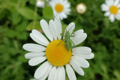 OS-Aneja-Ovnik-Skoda-SL3-Zivljenje-na-travniku