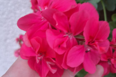 OS-Ema-Mrhar-SL1-Disi