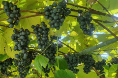 OS-Eva-Knez-SL1-Imamo-trgatev