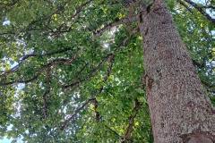 OS-Eva-Selan-SL3-Nasa-narava-nase-bogastvo