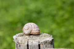 OS-Julija-Izlakar-SL1-Polzji-dom