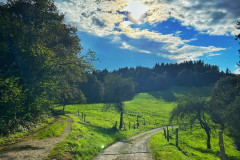 OS-Matic-Juric-SL1-Soncevo-drevo