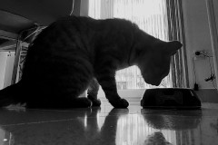 OS-Neli-Oven-SL1-Najboljsa-jed