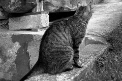 OS-Neli-Oven-SL3-Premisljevanje