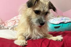 OS-Pika-Lukic-Straser-SL1-Nasa-mala-razbojnica