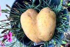 OS-Pika-Lukic-Straser-SL2-Danasnje-kosilo