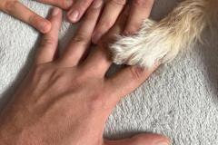 OS-Pika-Lukic-Straser-SL3-Nase-druzinske-tacke