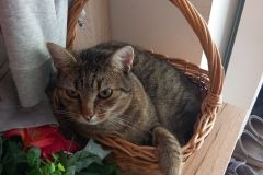 OS-Teja-Juric-SL2-Moj-muci