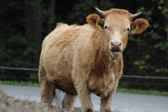 OS-Tinkara-Namestnik-SL1-Krava-nagajivka