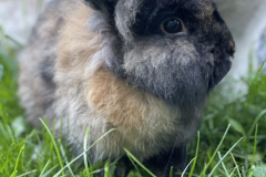 OS-Tinkara-Namestnik-SL3-Moj-srcek