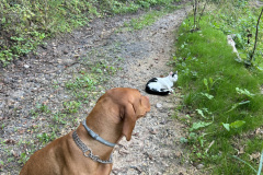 OS-Zala-Polutnik-SL3-Zivalski-sprehod