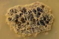 Branka Ojnik, Žabji dom v luži