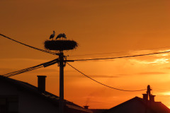 Danica Sedevčič, Štorkljin dom v sončnem zahodu