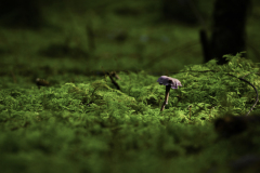 Helena Smrekar, Gozdni dom