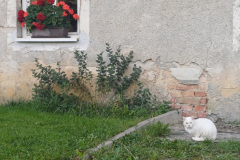 Jasmina Groznik, Beli dom