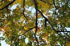 Osnovnosolci-Ajda-Zust-SL2-dom-ptic