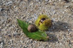 Osnovnosolci-Elin-Miklavcic-SL1-Dvojni-dom