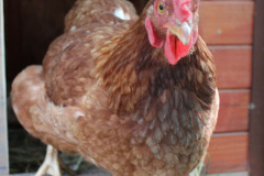 Osnovnosolci-Elin-Miklavcic-SL2-Tudi-kura-ima-svoj-dom