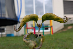 Osnovnosolci-Rebeka-Hauptman-SL2-Brki-z-okna