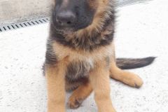 Osnovnosolci-Voranc-Zust-SL3-Takoj-domov