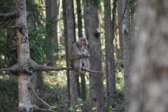 Osnovnosolci_Neza-Pevec-SL3-Kosilo-doma