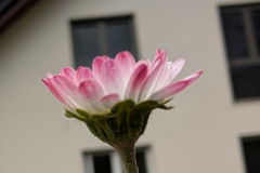 Osnovnosolci_Rebeka-Hauptman-SL1-Pogled-v-sobo